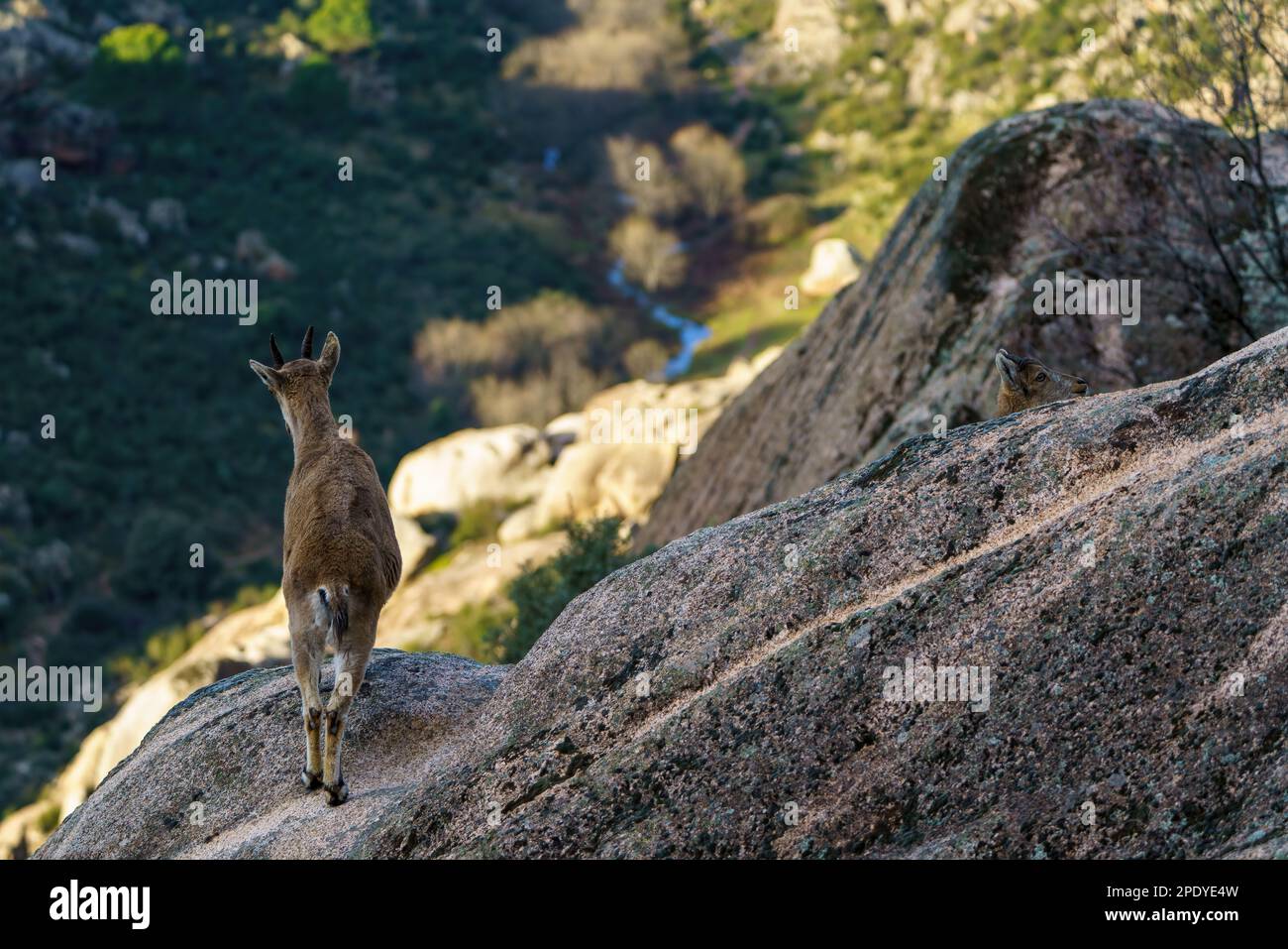 Cerf sur un rocher surplombant une vallée pleine d'arbres et une rivière Banque D'Images