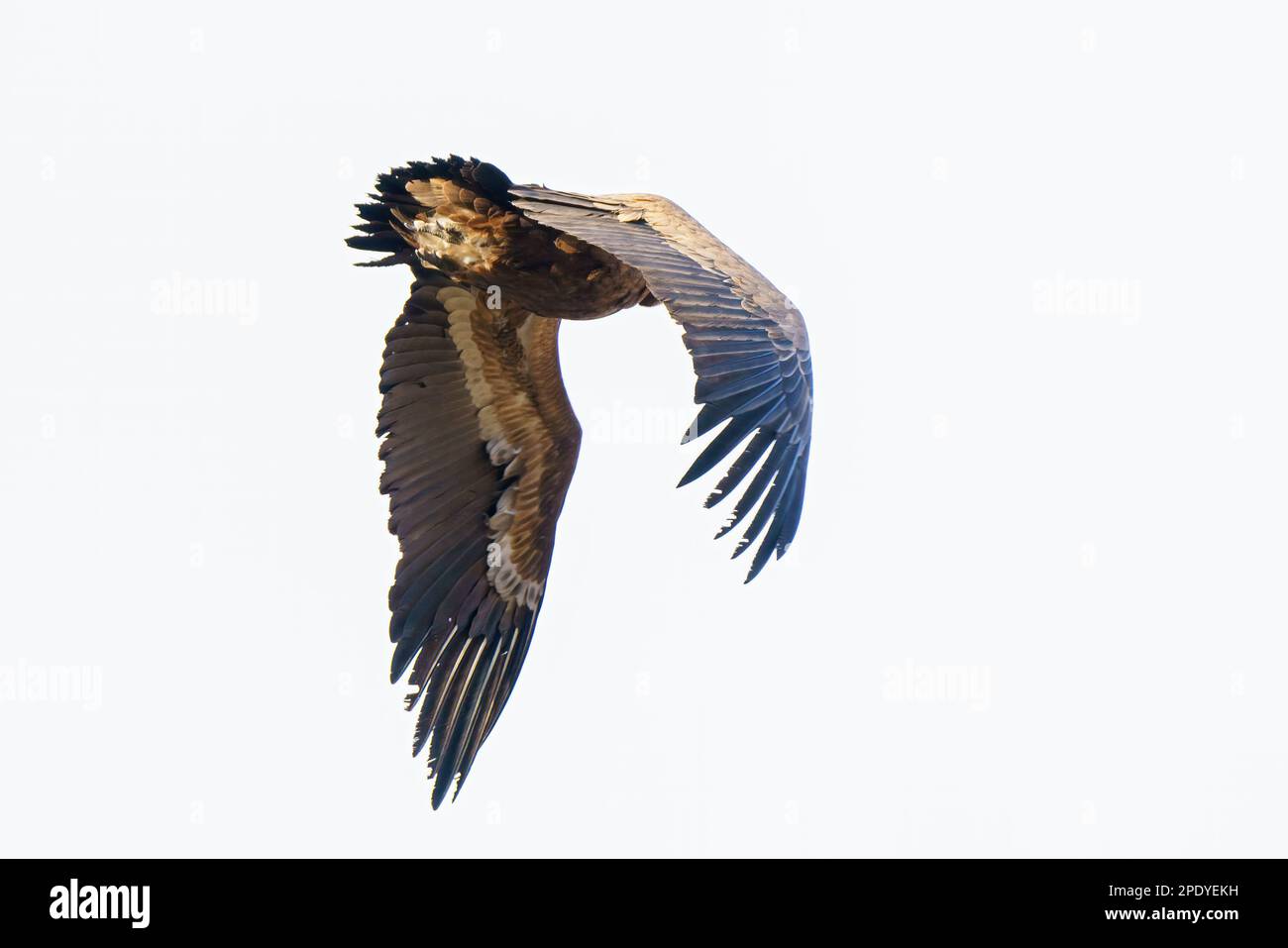 Griffon vautour du ciel bleu Banque D'Images