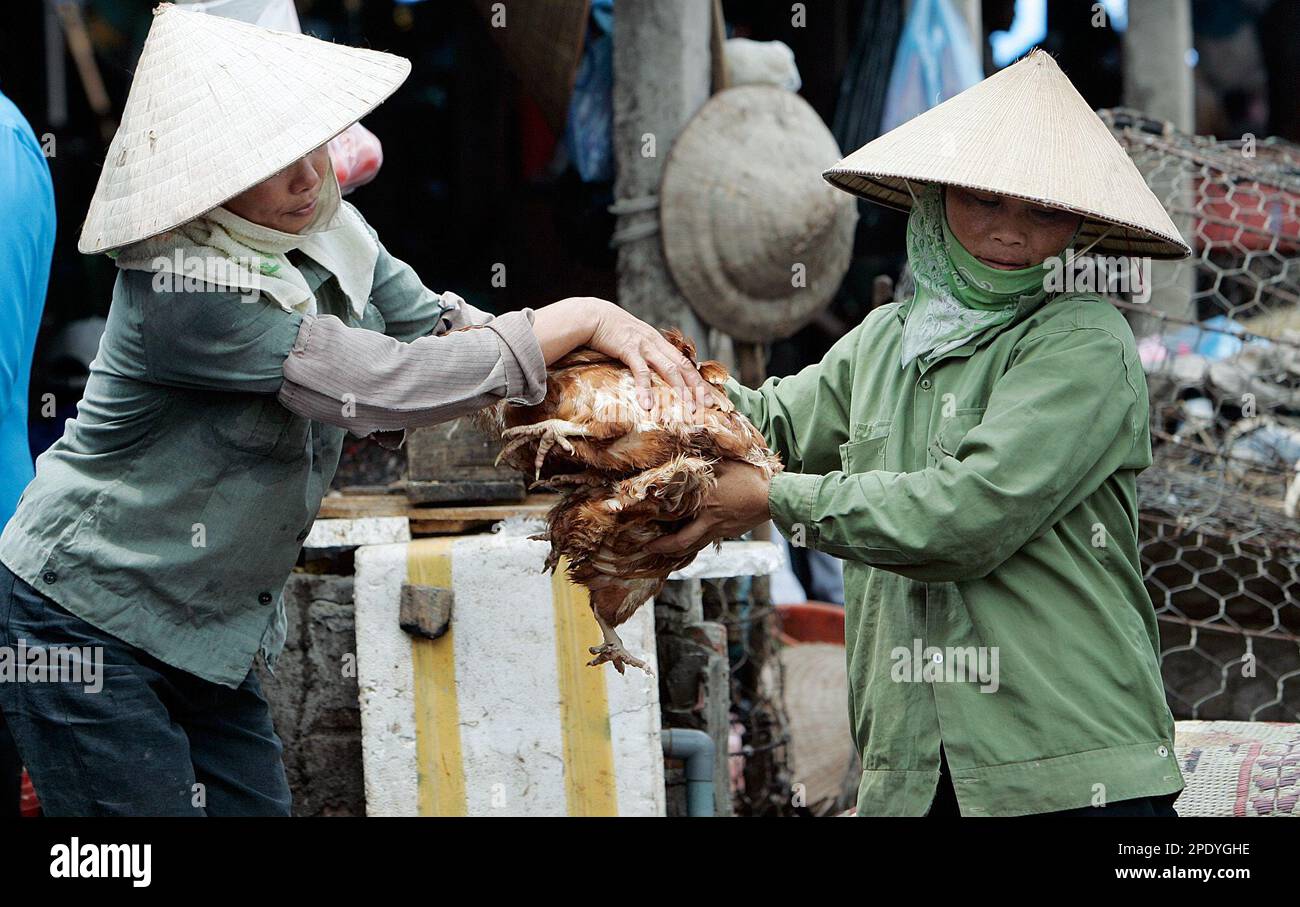 Vietnamese workers deliver chickens to a poultry market in Hanoi, Vietnam Tuesday, Aug. 9, 2005. Bird flu has killed one more person in Vietnam as the country began a mass vaccination of poultry to try to slow the spread of the virus, health officials said Tuesday. (AP Photo /Richard Vogel) Banque D'Images
