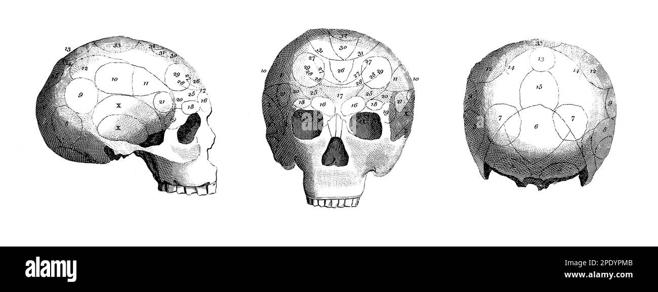 Carte phrénologique, chef avec des facultés mentales et morales, 19th siècle Banque D'Images