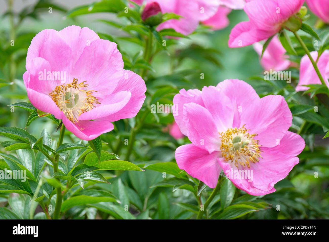 Paeonia veitchii, pivoine de Veitch, herbacée vivace avec des fleurs uniques en forme de soucoupe rose, étamines jaunes Banque D'Images