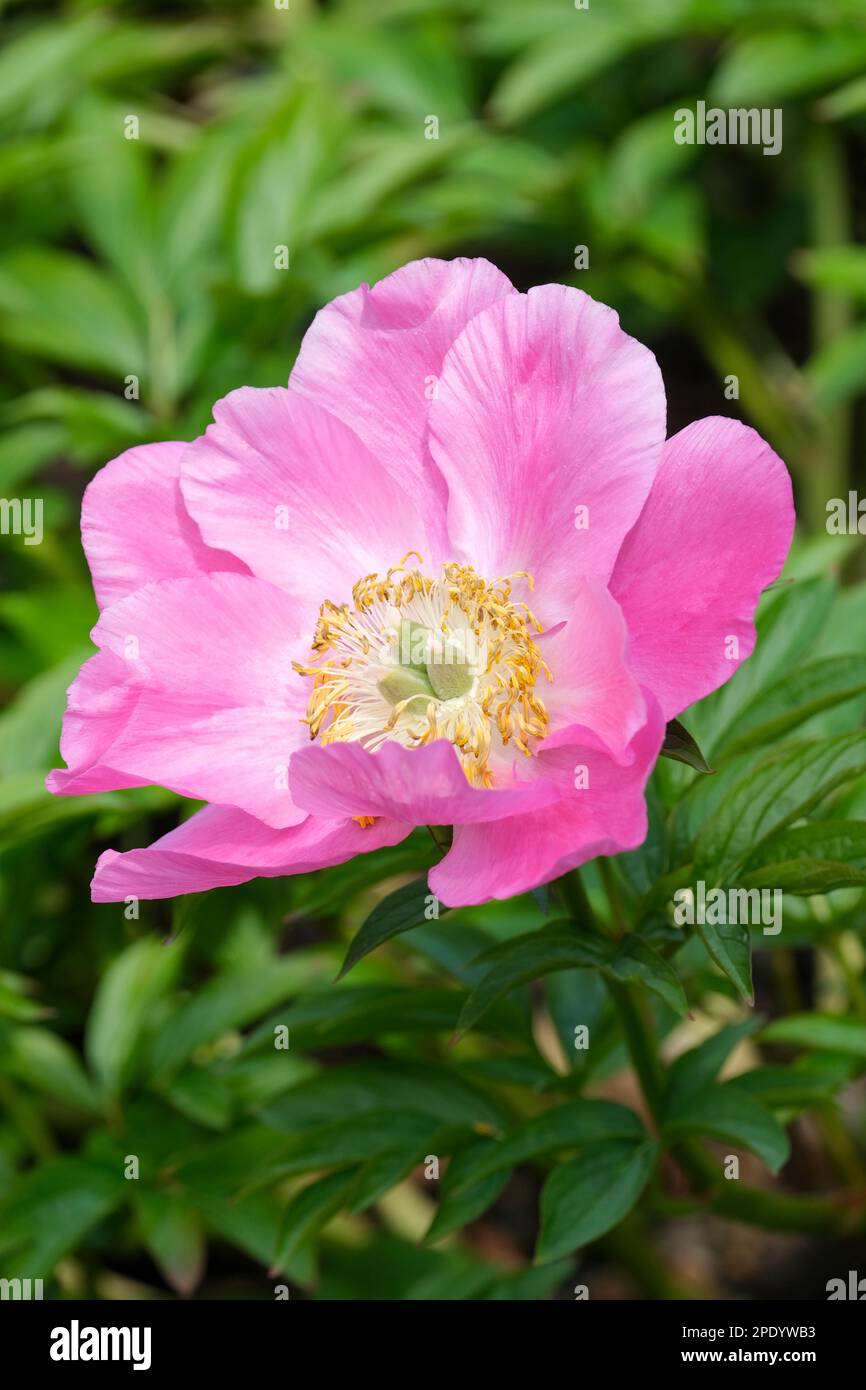 Paeonia veitchii, pivoine de Veitch, herbacée vivace avec des fleurs uniques en forme de soucoupe rose, étamines jaunes Banque D'Images