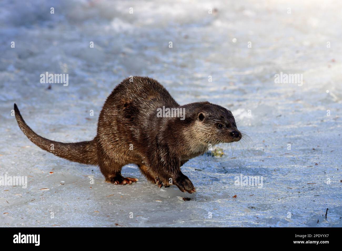 Loutre eurasien (Lutra lutra) dans la neige dans le parc national de la forêt bavaroise, Bavière, Allemagne. Banque D'Images