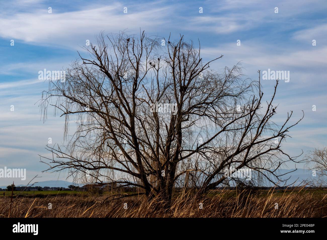 Árbol seco en el campo con las siluetas de varias aves y el cielo azul de fondo Banque D'Images
