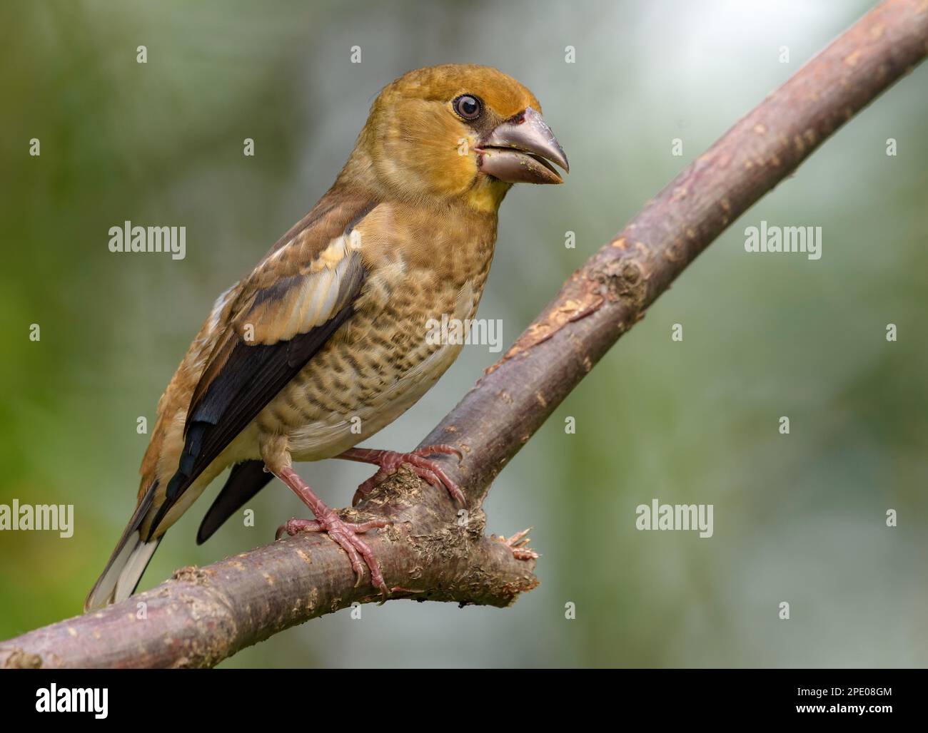Jeunes colporteurs (coccothrautes coccothrautes) perchés sur une branche avec vue latérale et un arrière-plan estival propre Banque D'Images