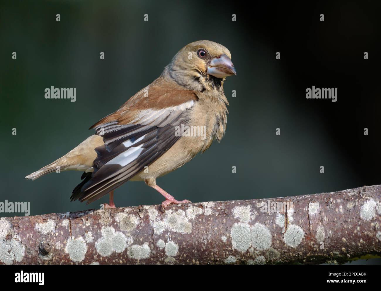 Femelle hawfinch (Coccothrautes coccothrautes) perchée sur une branche de lichen vieilli sec avec des ailes abaissées et à moitié ouvertes Banque D'Images