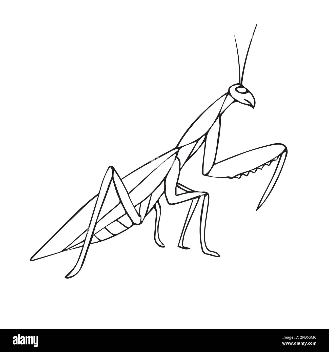 Mantis d'esquisse à l'aide d'un dessin de canicule à la main, isolée sur fond blanc Illustration de Vecteur