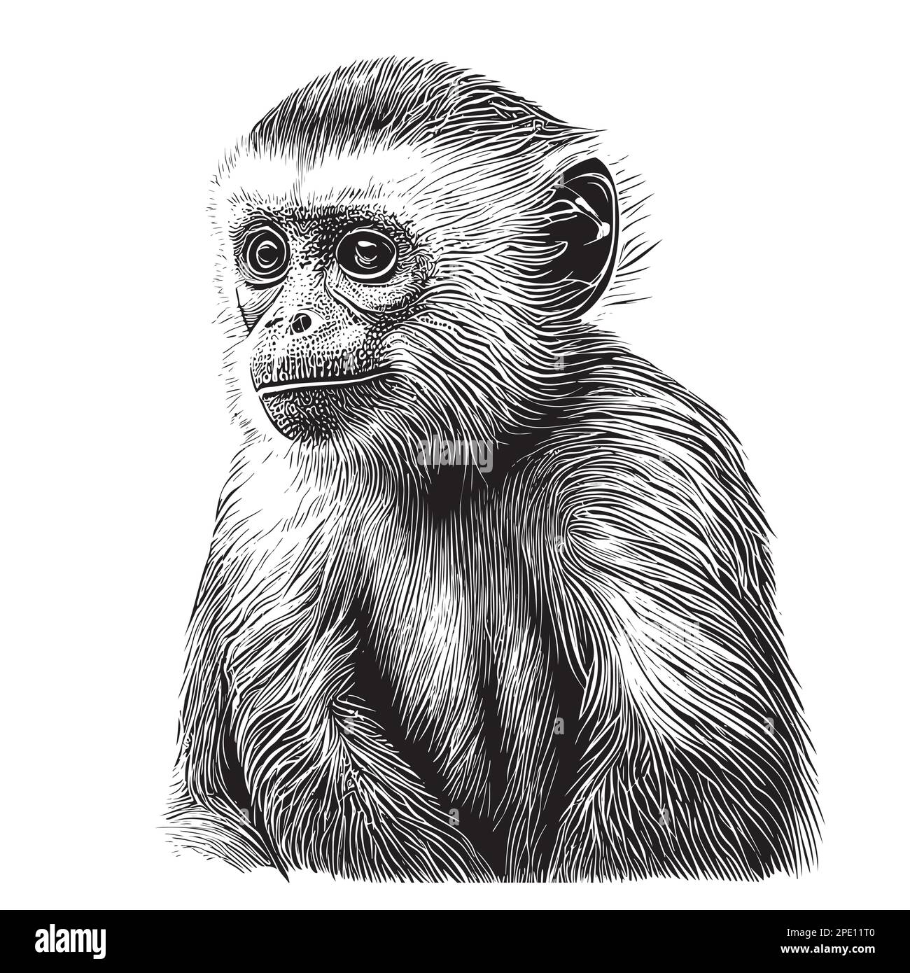 Portrait de singe Capuchin dessin à la main, animaux sauvages Illustration de Vecteur