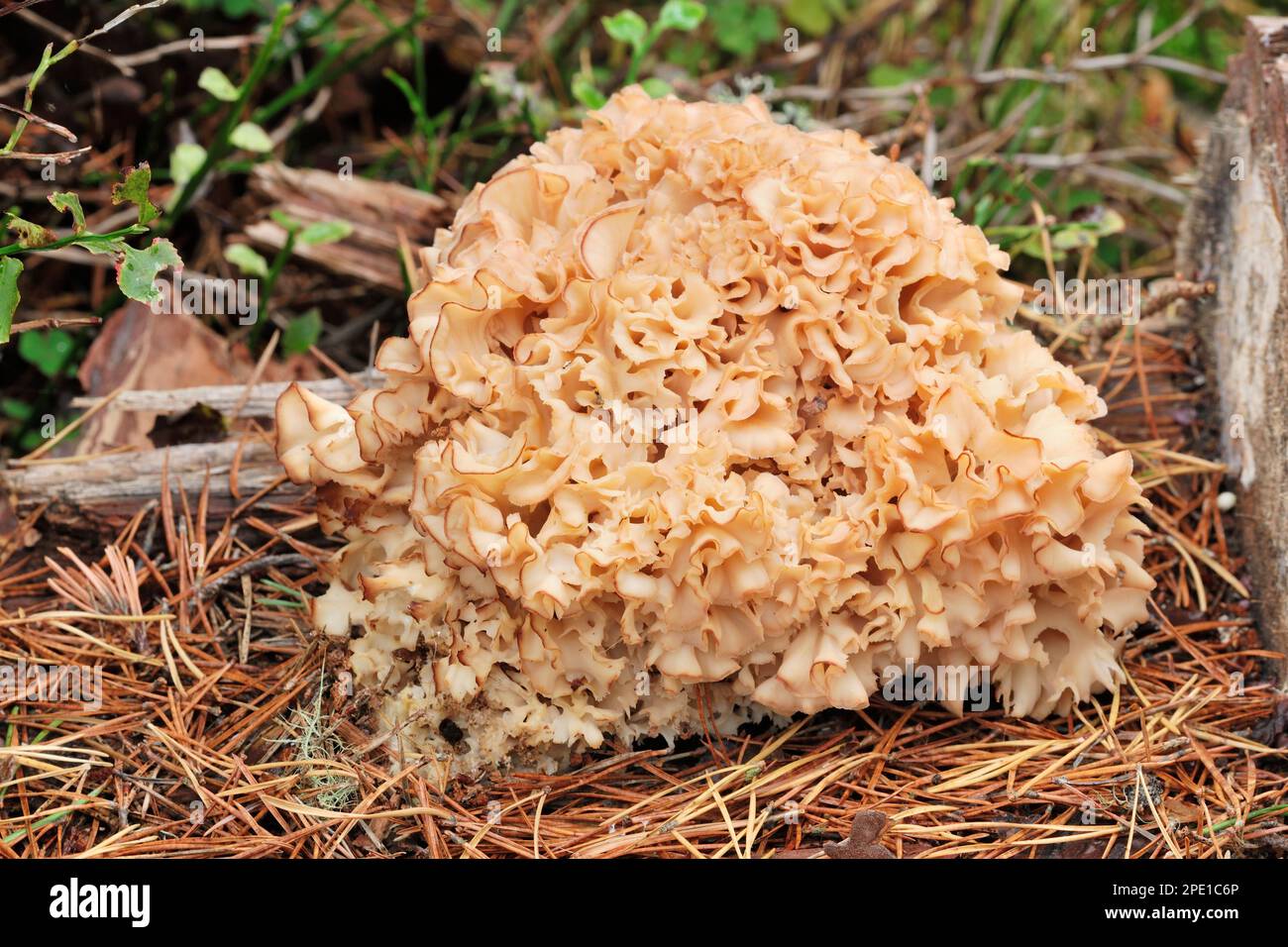 Spécimen de champignons du chou-fleur (Sparassis crispa) poussant sur le fond forestier de la pinède indigène, réserve naturelle du Loch Garten RSPB, parc national de Cairngorms Banque D'Images