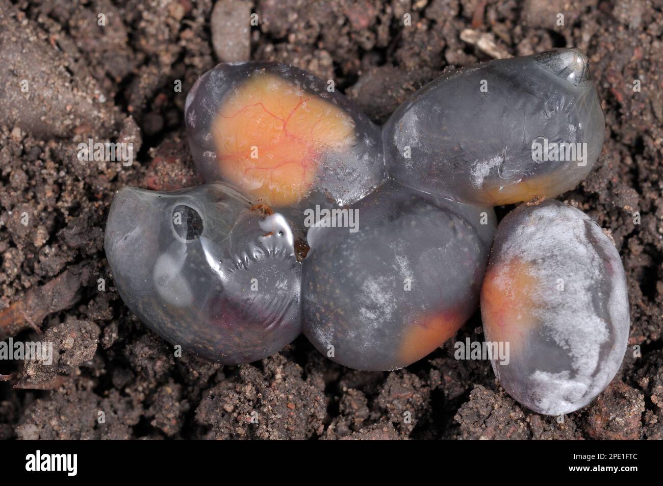 Lizard commun / vipare vivivipare (Zotoca vivipara) récemment pondus 'oeufs' membraneux, montrant également le sac de jaune, photographié dans des conditions contrôlées. Banque D'Images