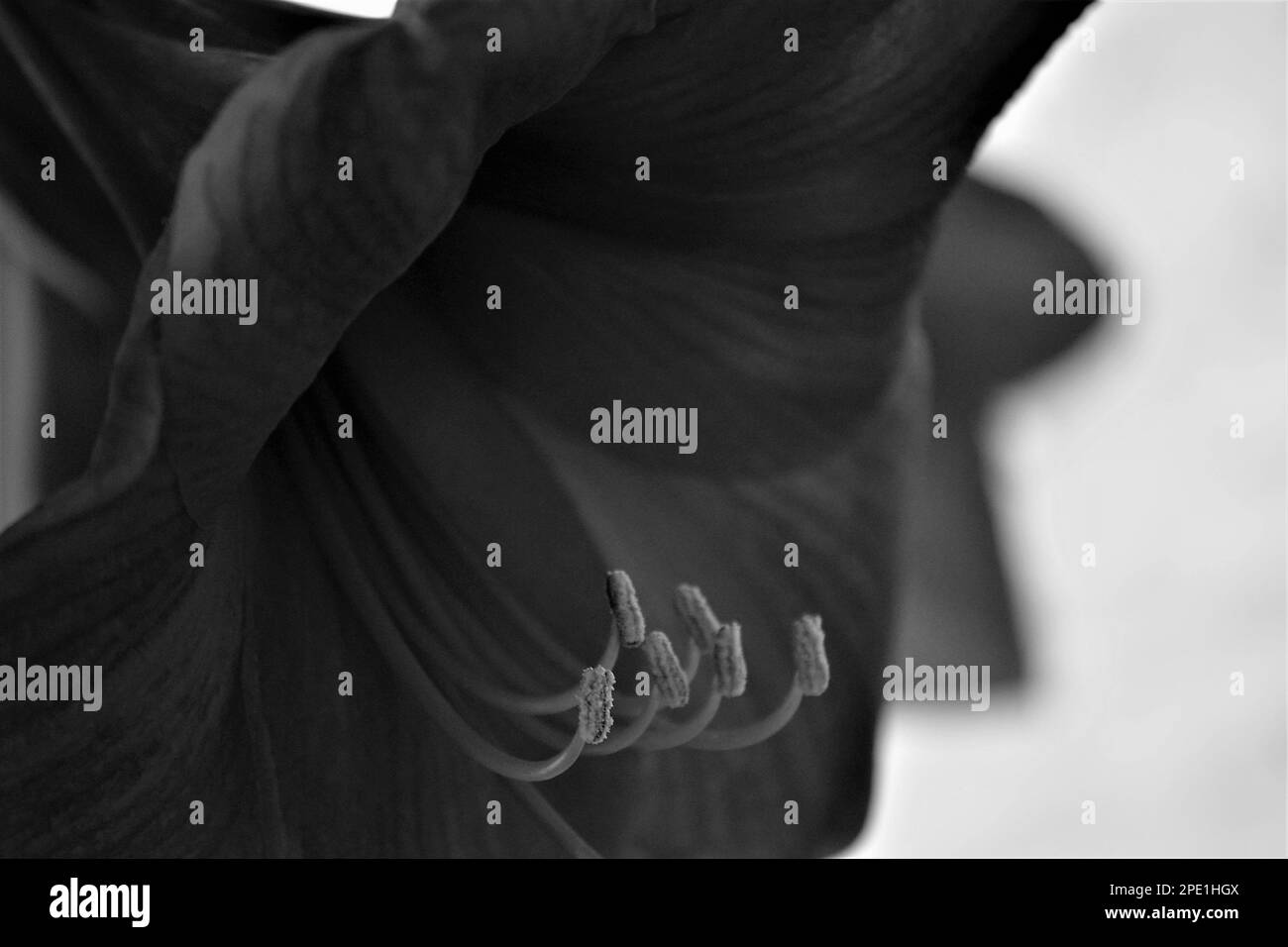 Fleur noir Banque D'Images