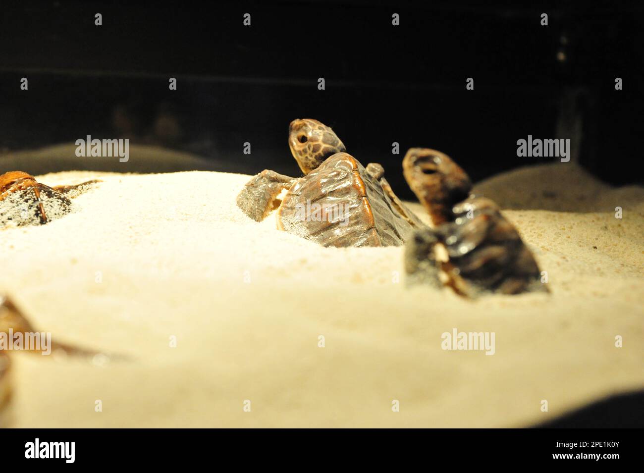 bébés tortues à couver Banque D'Images