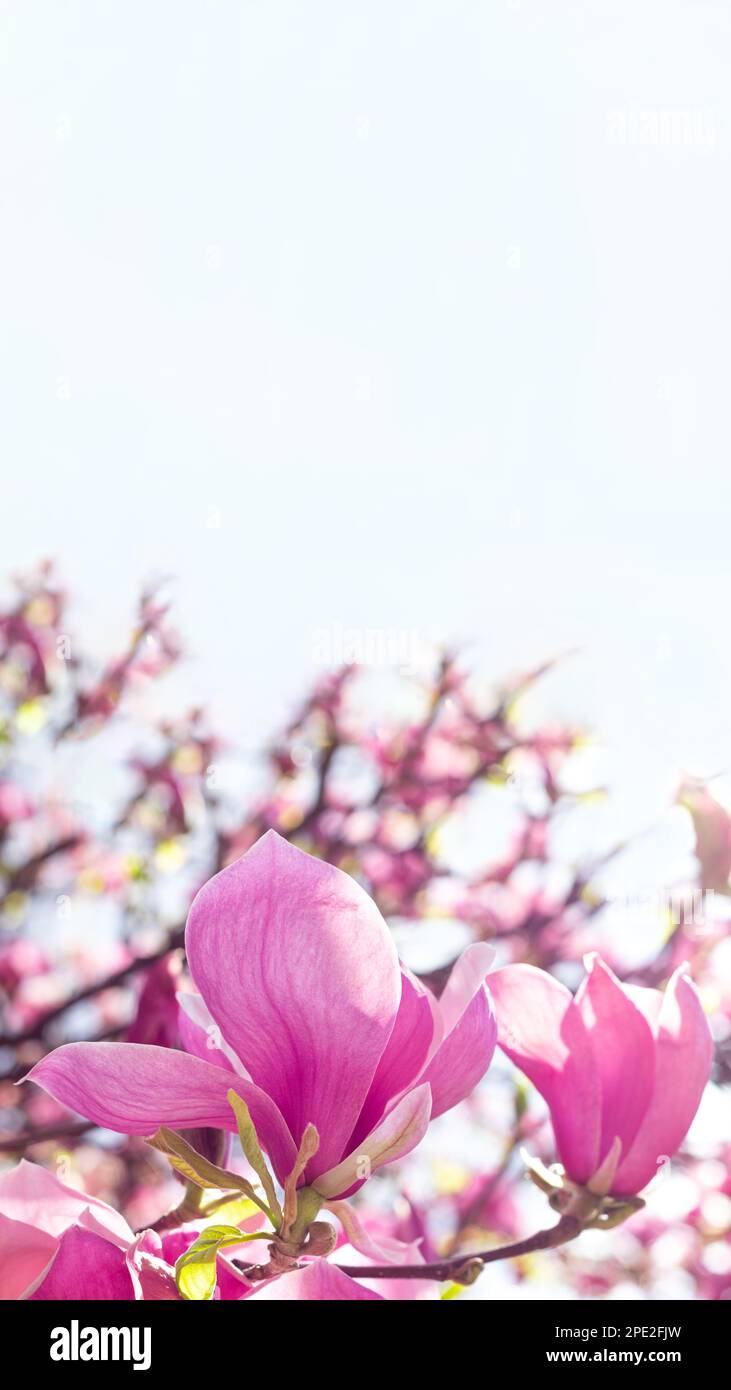Magnifique magnolia rose en fleurs le jour du printemps avec espace copie Banque D'Images