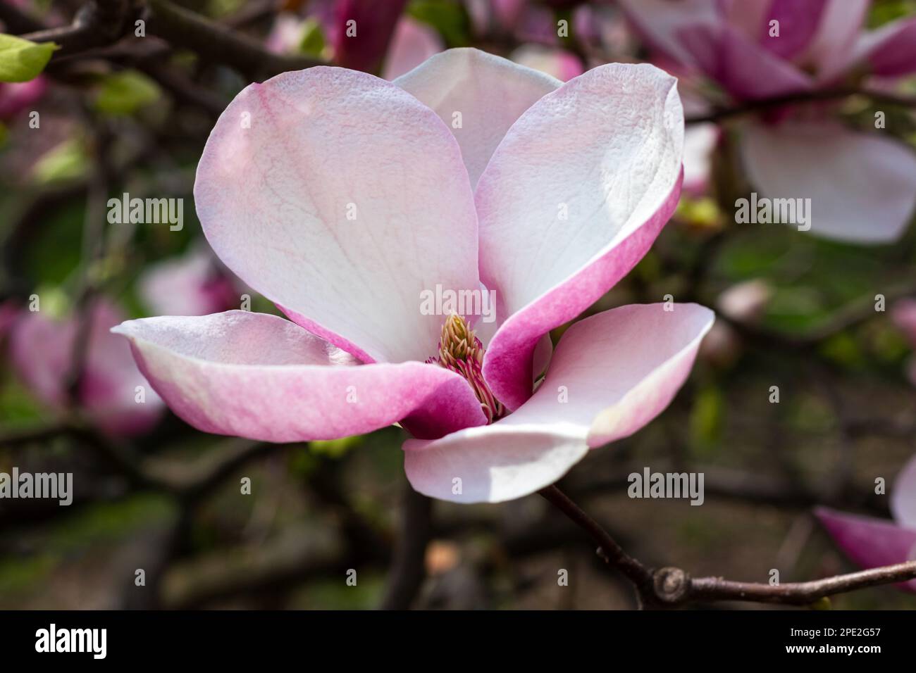 Magnifique fleur rose magnolia le jour du printemps. Arbre fleuri dans le jardin Banque D'Images