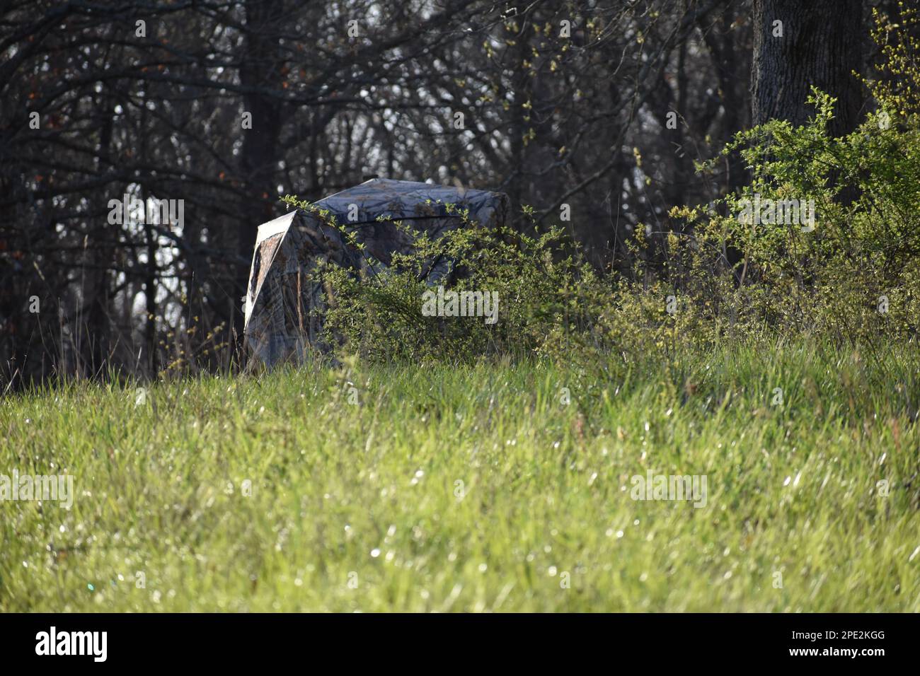 Camouflage chasse aveugle caché dans le coin d'un champ. Installé sur une petite ferme familiale dans les régions rurales du Missouri, du Missouri, des États-Unis, des États-Unis et des États-Unis. Banque D'Images