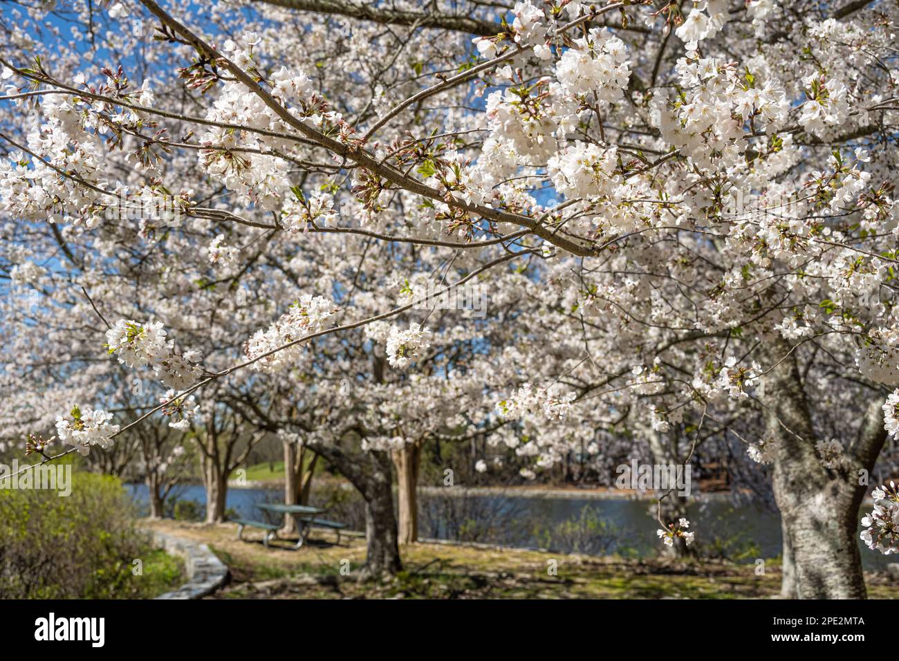 Cerisiers en fleurs le long d'un étang à Briscoe Park à Snellville (Metro Atlanta), Géorgie. (ÉTATS-UNIS) Banque D'Images