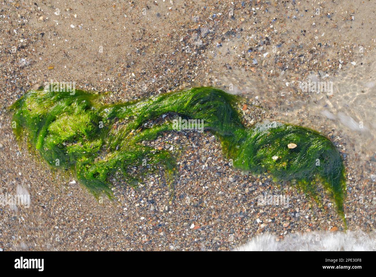 Algues situées à la plage de la mer Baltique Banque D'Images
