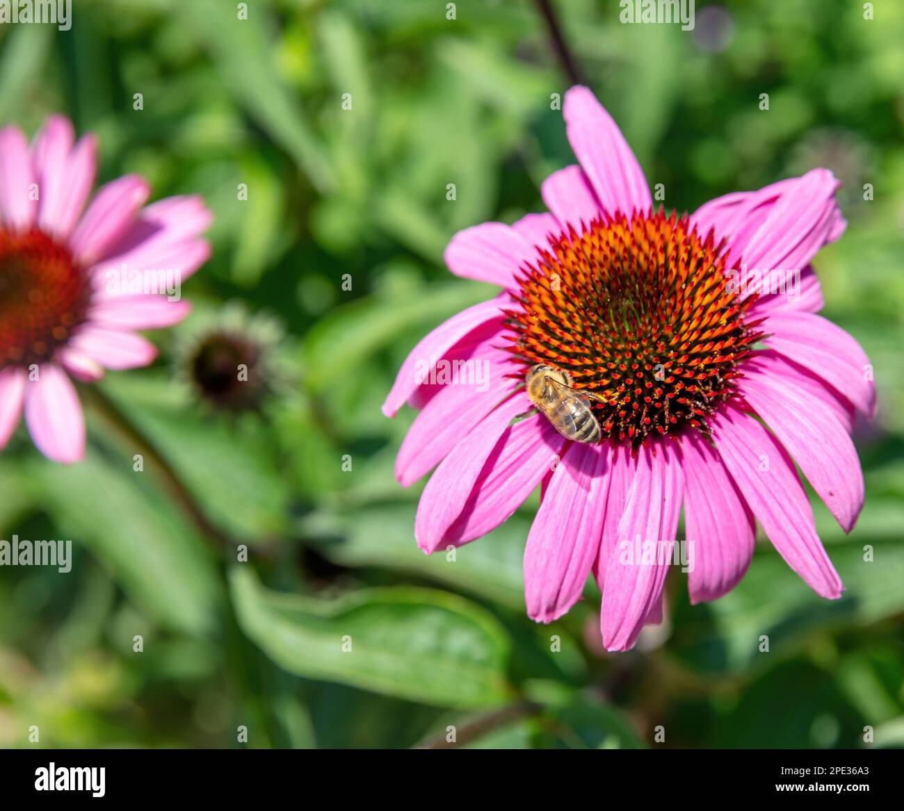 Echinacea purpurea et notion de pollinisation. Abeille ouvrière sur gros plan violet, hérisson fleur de cochon. Plante de floraison utilisée à la médecine alternative comme diététique Banque D'Images
