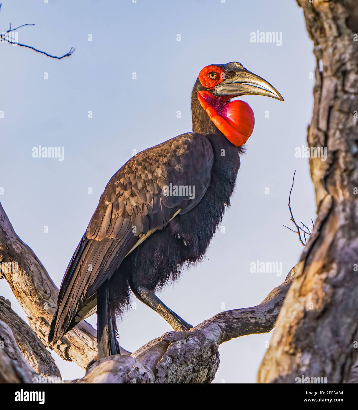 Hornbill masculin Southern Ground Banque D'Images