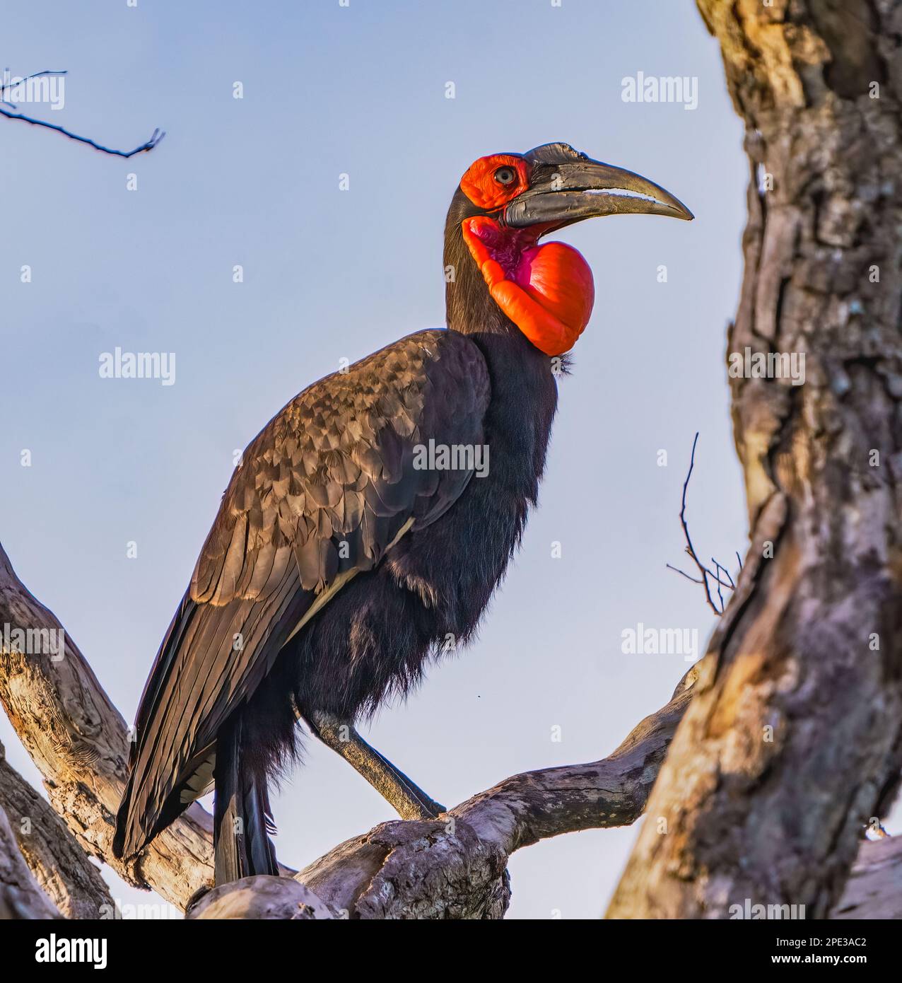 Hornbill masculin Southern Ground Banque D'Images