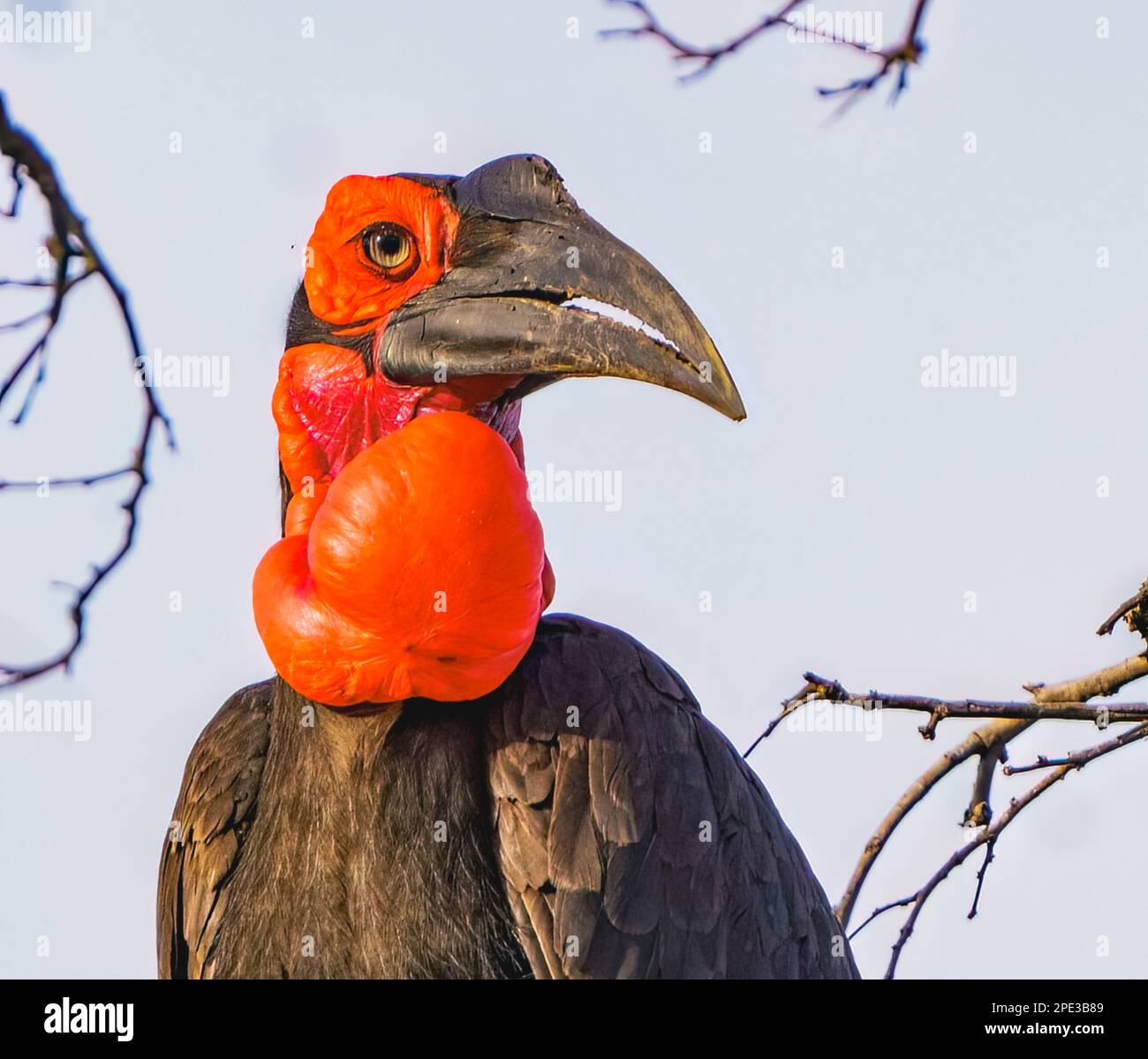 Hornbill masculin Southern Ground Banque D'Images