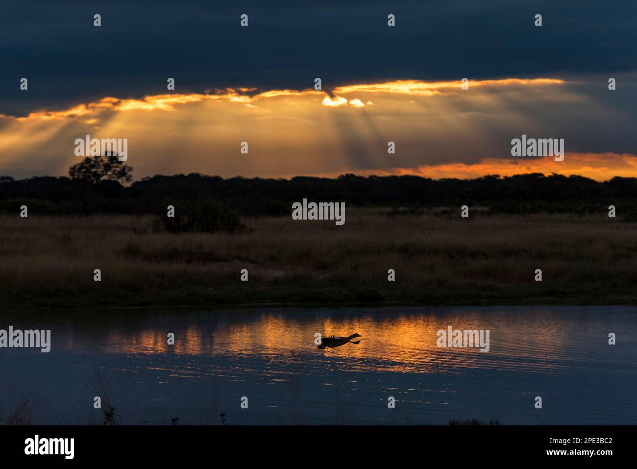 Une OIE égyptienne vole devant un coucher de soleil spectaculaire dans le parc national de Hwange, au Zimbabwe. Banque D'Images