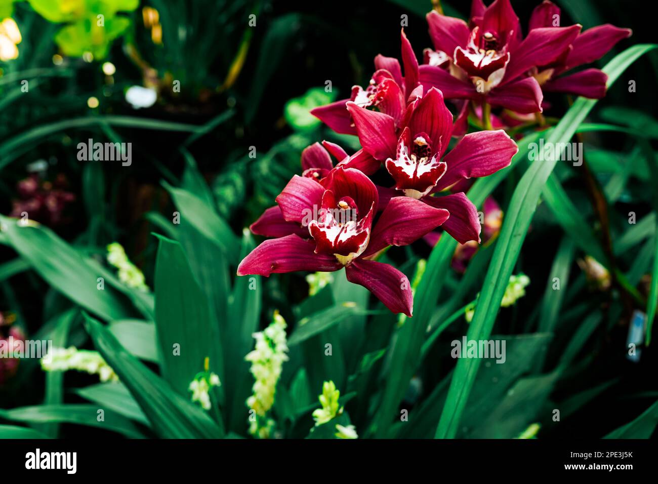 Belles fleurs d'orchidées dans le jardin botanique. Banque D'Images