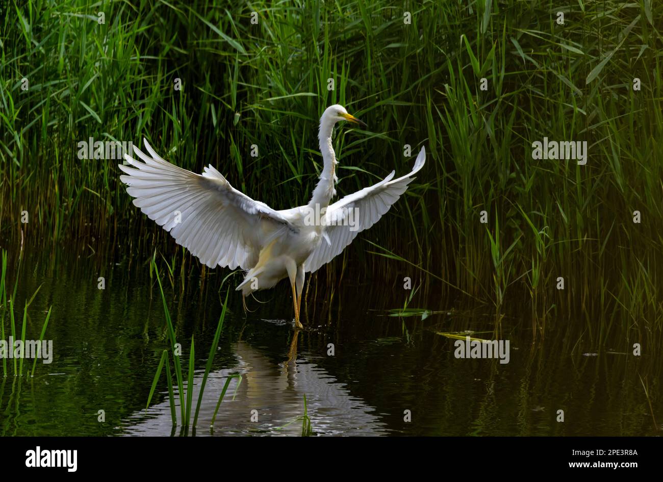 Une grande aigrette blanche avec des ailes étirées Banque D'Images