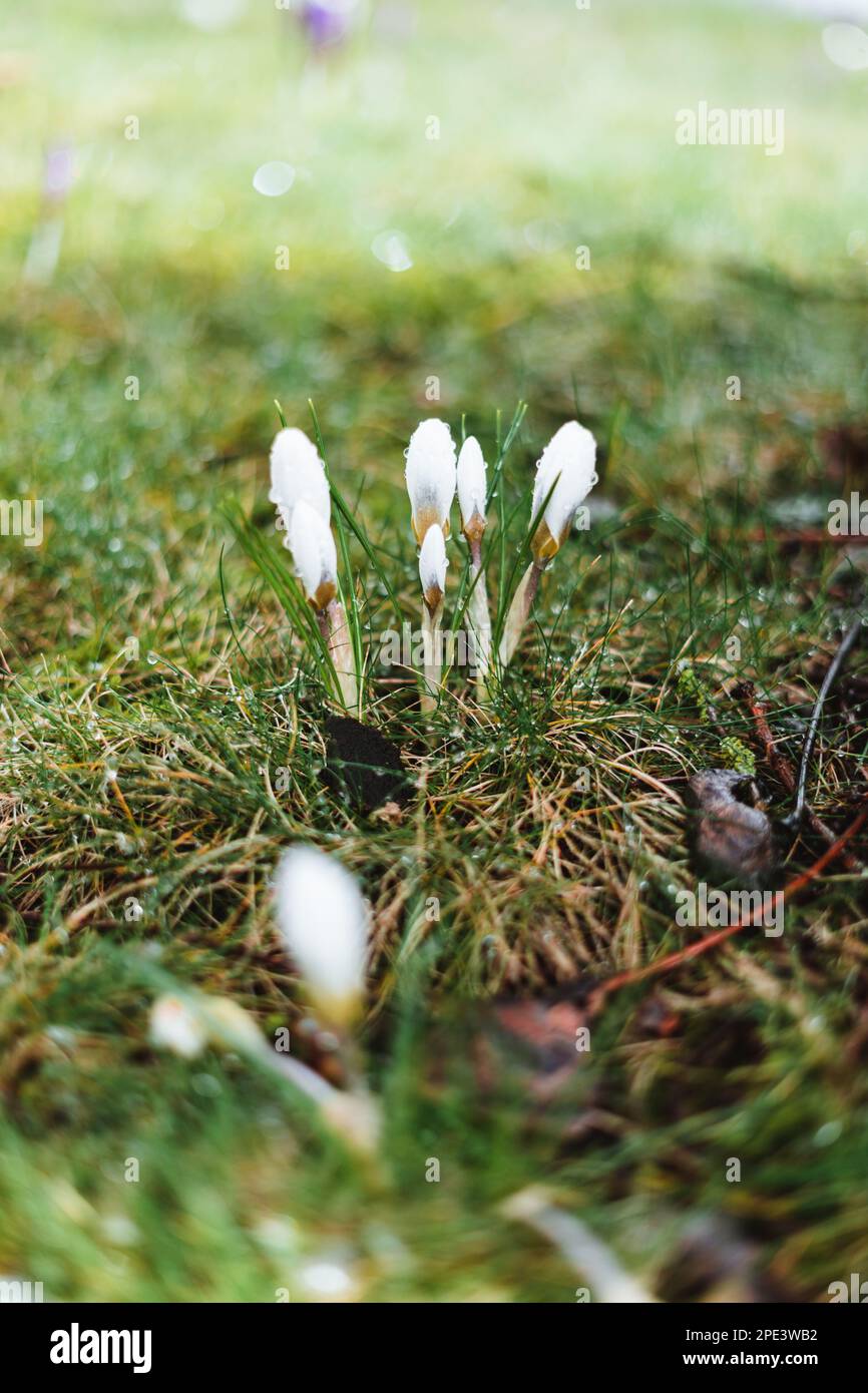 Crocus blanc avec gouttes de pluie au printemps Banque D'Images