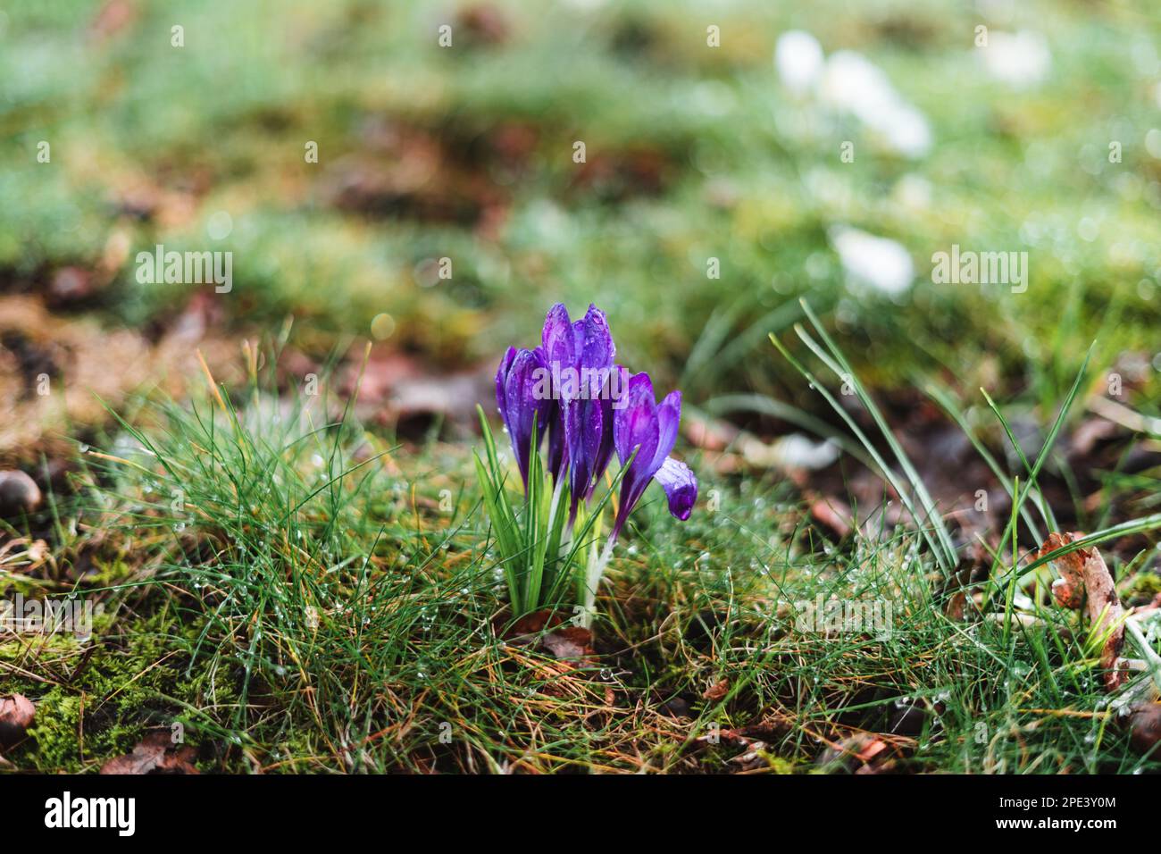 Crocus pourpre avec gouttes de pluie au printemps Banque D'Images