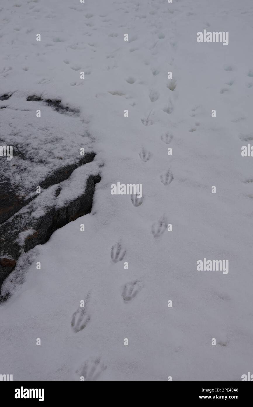 Une photo verticale d'un gros plan des empreintes d'un pingouin dans la neige, Banque D'Images