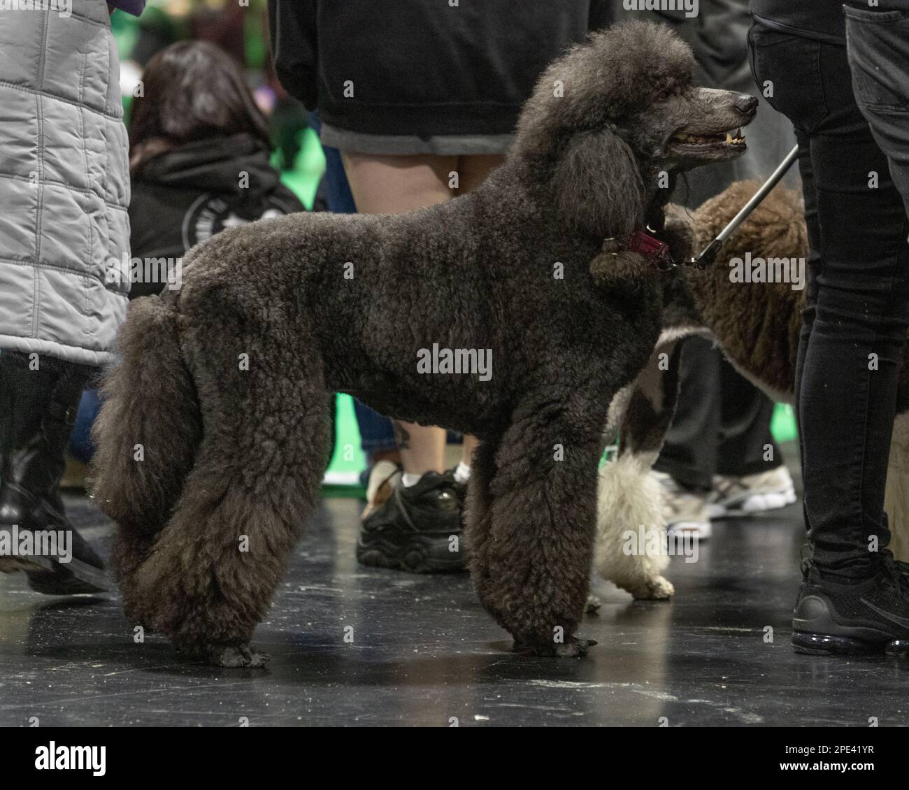 Un caniche marron standard au spectacle de chiens Crufts Banque D'Images