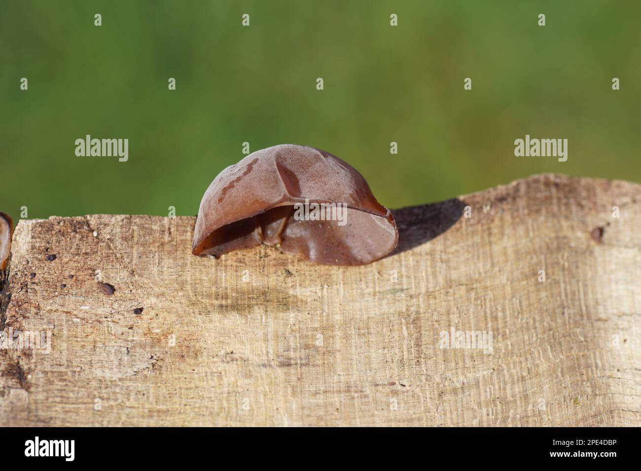 Gros plan mycète jelly ear, Judas’s ou Jew’s ear (Auricularia auricula-judae). Sur un morceau de bois. Famille Auriculariaceae. Pays-Bas, mars Banque D'Images