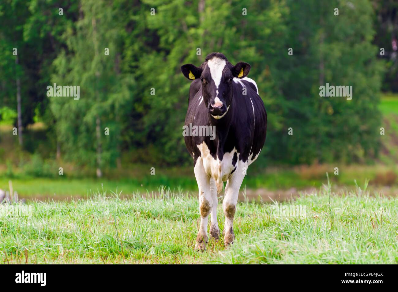 Holstein bétail de la frise. Une vache noire et blanche se grise sur un pâturage vert. Banque D'Images