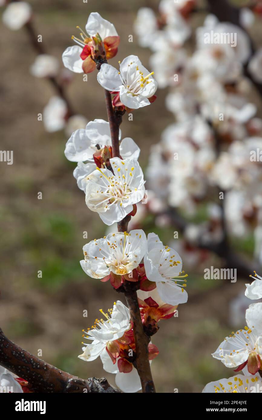 Fleur abricot fleur. Fleurs d'abricot au toucher doux. Fleurs blanches printanières sur une branche d'arbre. Abricot en fleur. Banque D'Images