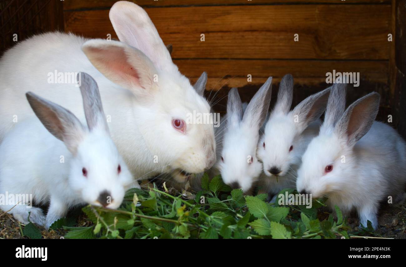 Lapin femelle de la race californienne et sa couvée Banque D'Images