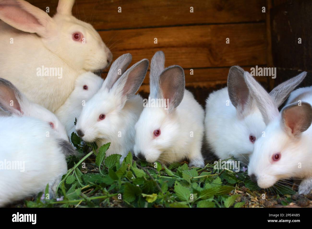 Lapin femelle de la race californienne et sa couvée Banque D'Images