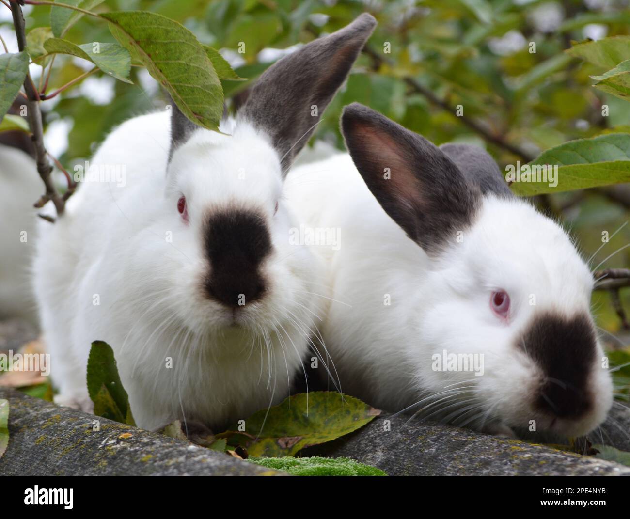 Un lapin adulte de la race californienne Banque D'Images