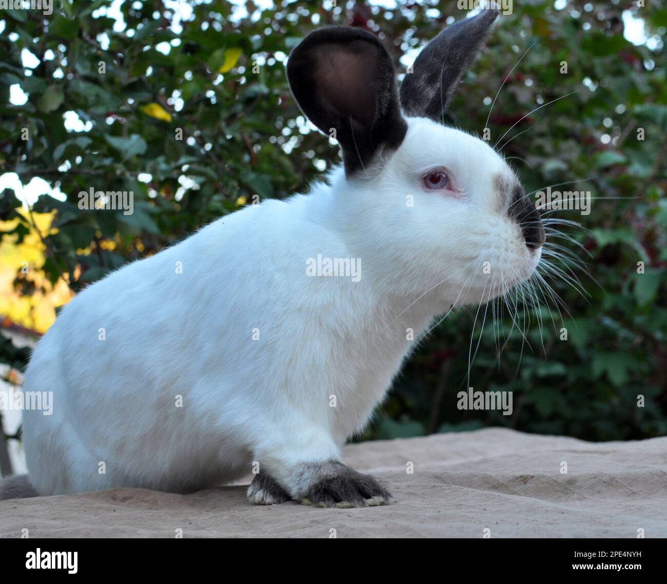 Un lapin adulte de la race californienne Banque D'Images