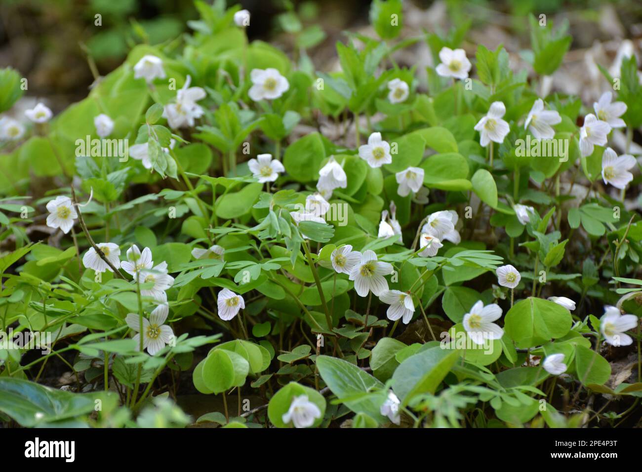 Dans la nature dans les bois, les premières fleurs printanières fleurissent Oxalis acétosella Banque D'Images