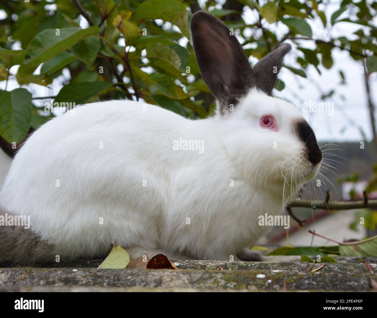 Un lapin adulte de la race californienne Banque D'Images