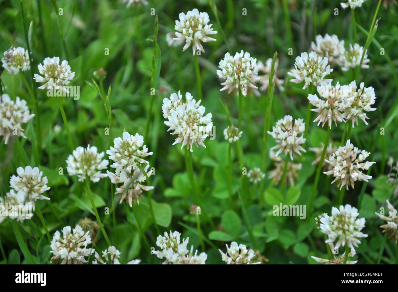 Dans la nature, le trèfle blanc rampant (Trifolium repens) fleurit Banque D'Images