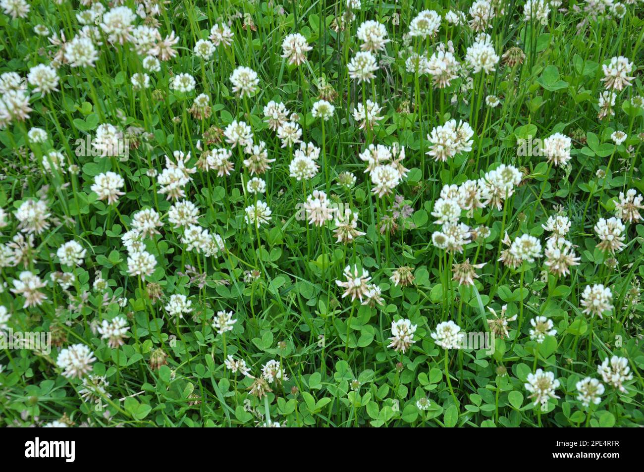 Dans la nature, le trèfle blanc rampant (Trifolium repens) fleurit Banque D'Images
