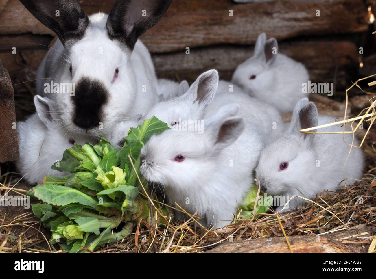 Lapin femelle de la race californienne et sa couvée Banque D'Images