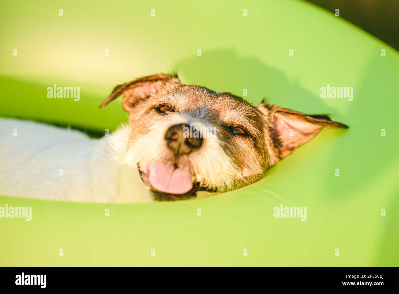 Chien drôle dormant à l'intérieur du cercle vert de natation le chaud jour d'été Banque D'Images