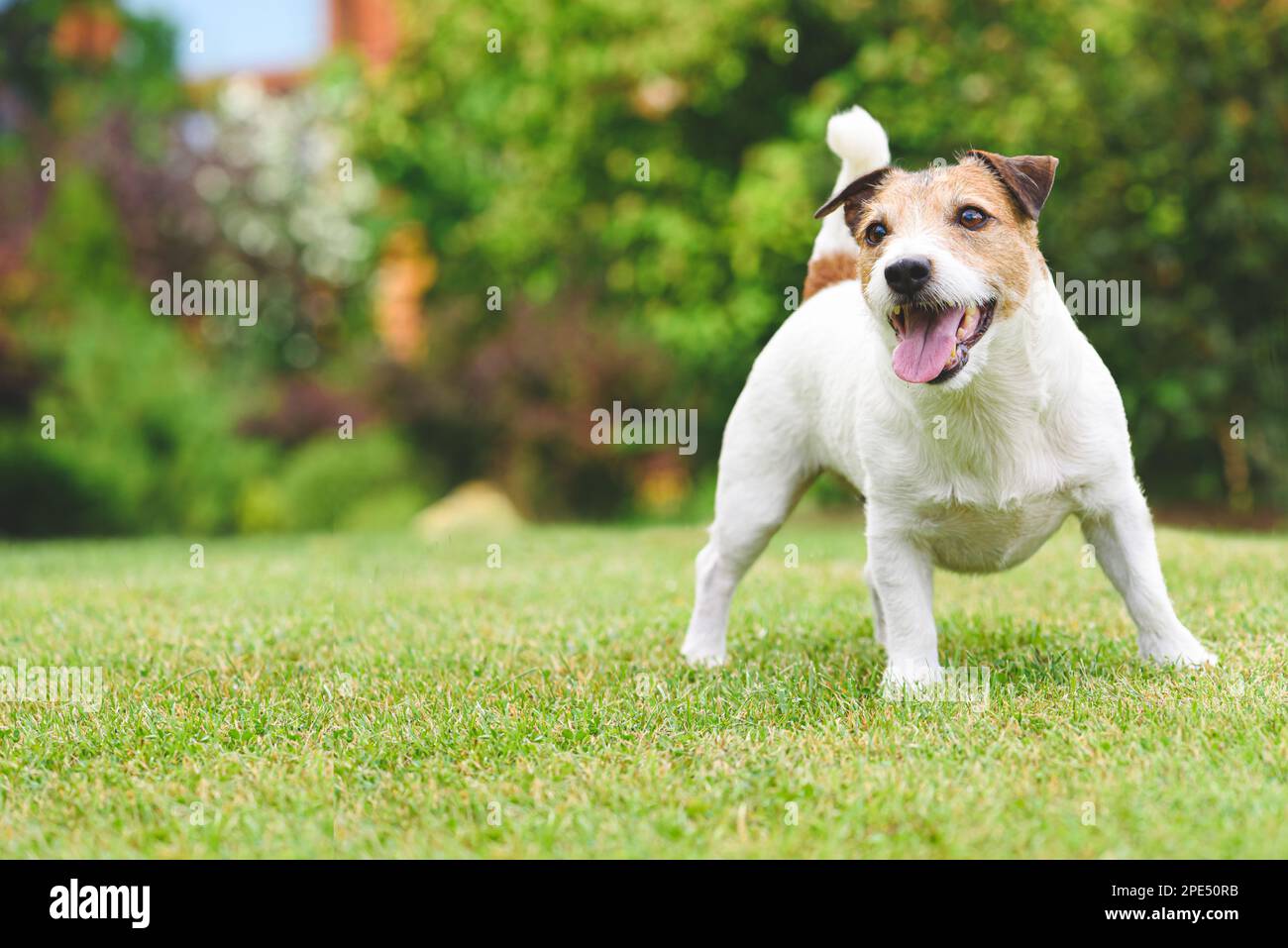 Portrait complet d'un chien souriant qui joue sur une pelouse en herbe verte le jour de l'été. Banque D'Images