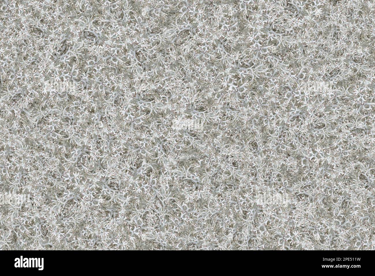 Motif en linchen blanc comme fond naturel Banque D'Images