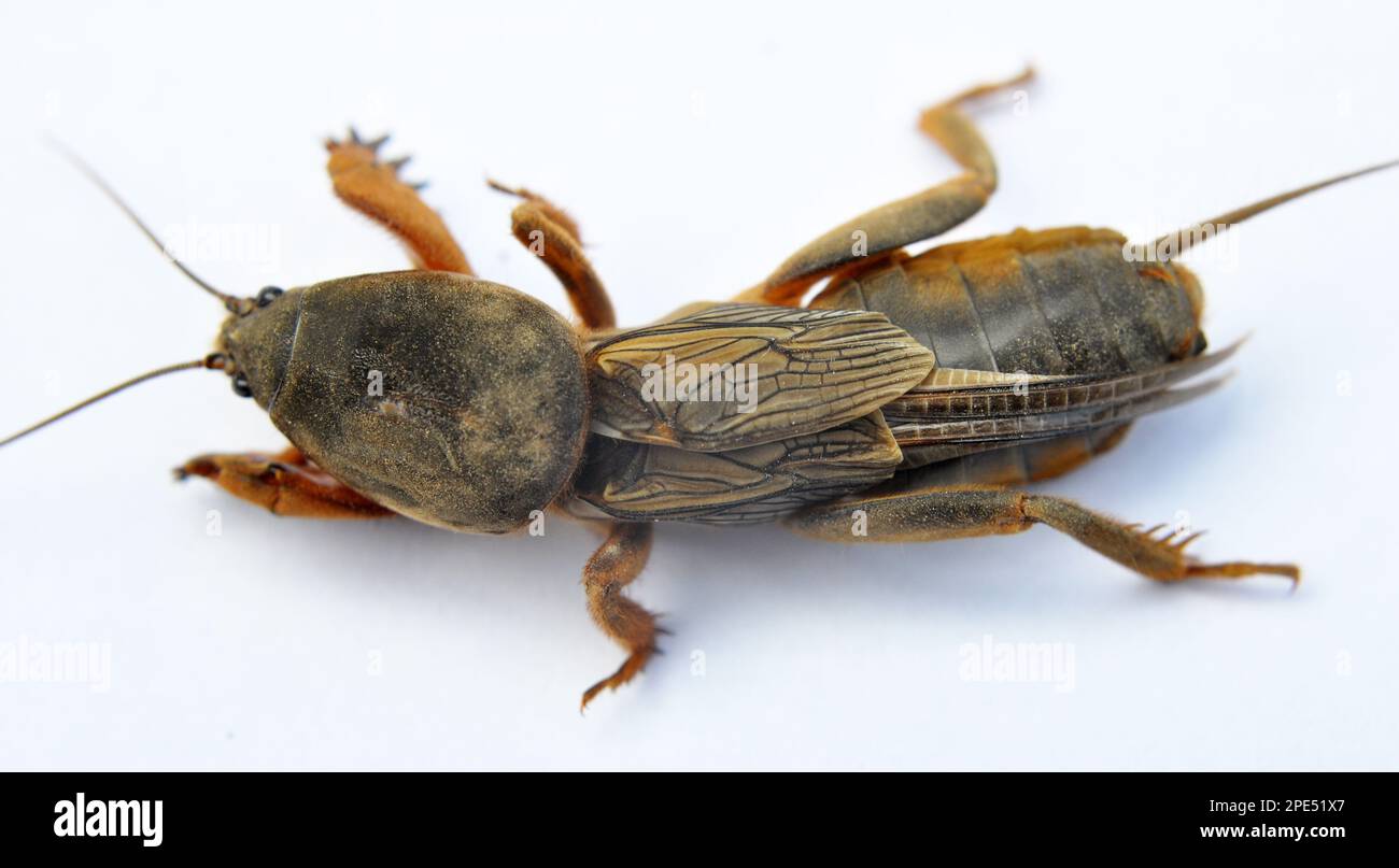 Un insecte ravageur gryllotalpa gryllotalpa, qui endommage beaucoup de plantes dans le sol Banque D'Images