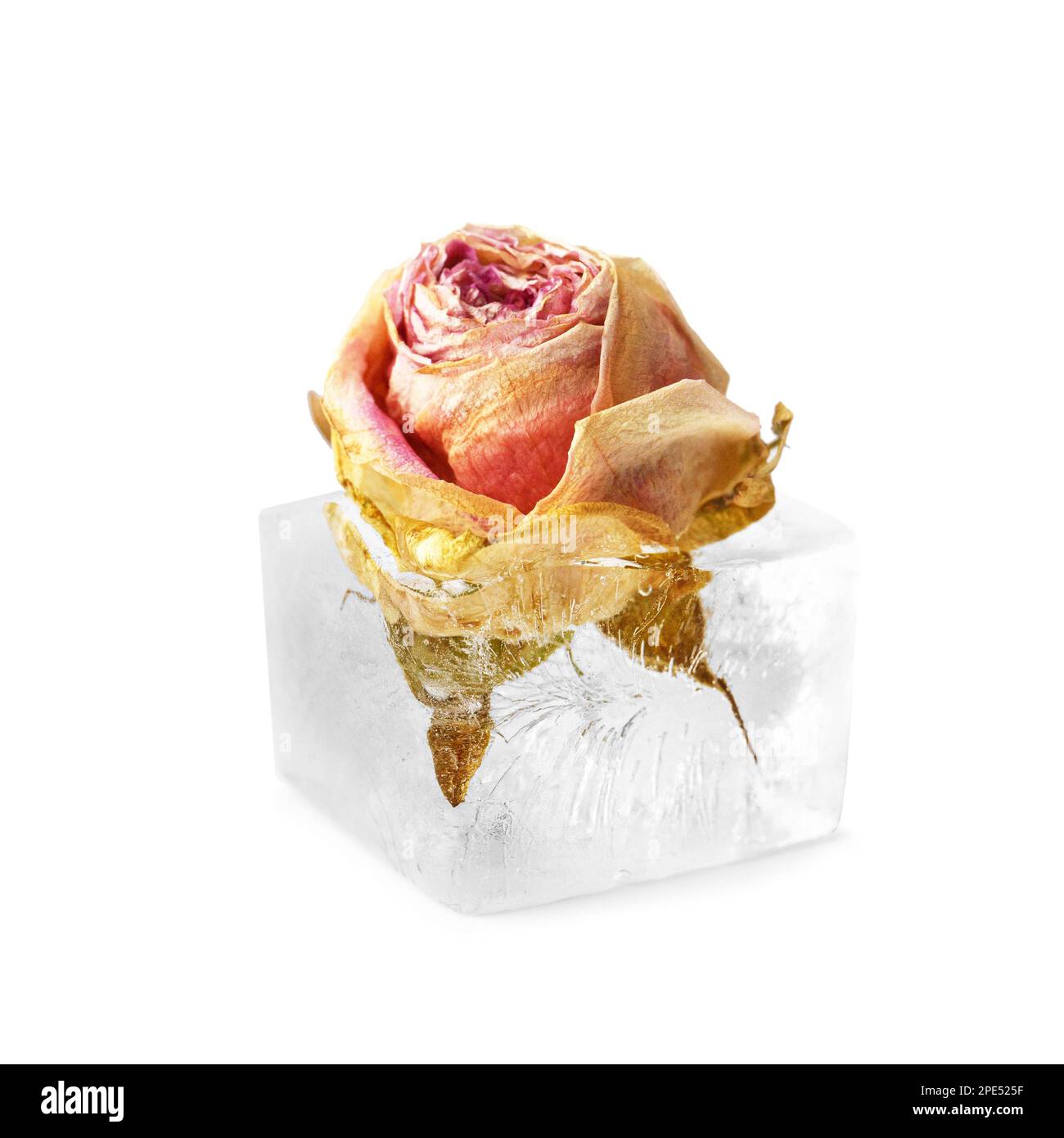 Composition conceptuelle bouton rose dans le cube de glace, fleur rose dans la glace. Banque D'Images