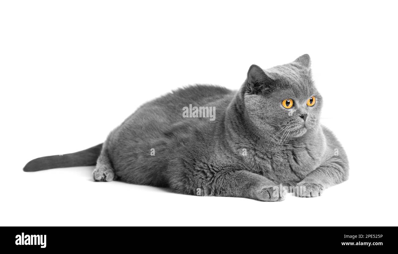 Un chat gras de shorthair avec de grands yeux rouges se trouve sur un fond blanc. Obésité animale. Chat britannique sur fond blanc. Un gros chat gras. Banque D'Images